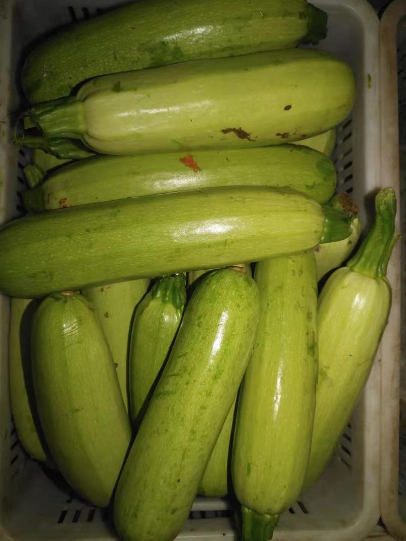 山东青州原产地绿皮西葫芦头子，食堂货、批发、大量有货