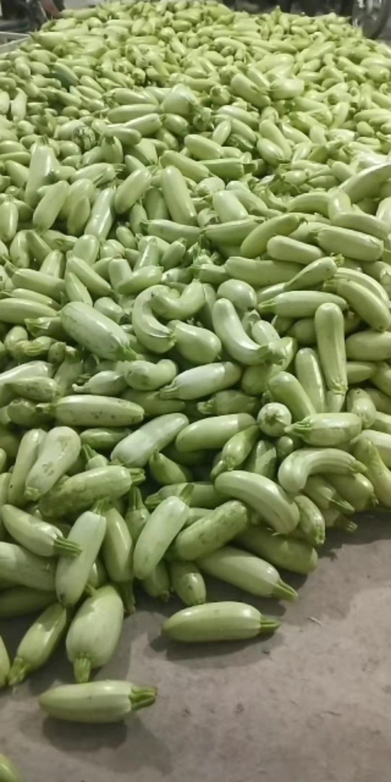 山东青州原产地绿皮西葫芦头子，食堂货、批发、大量有货