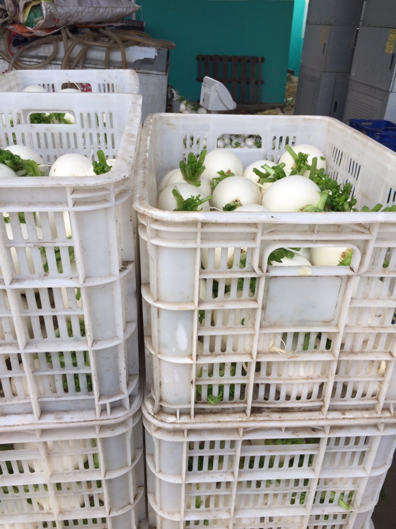 圆白萝卜--市场超市精品东台白罗卜、单位经营诚信可靠