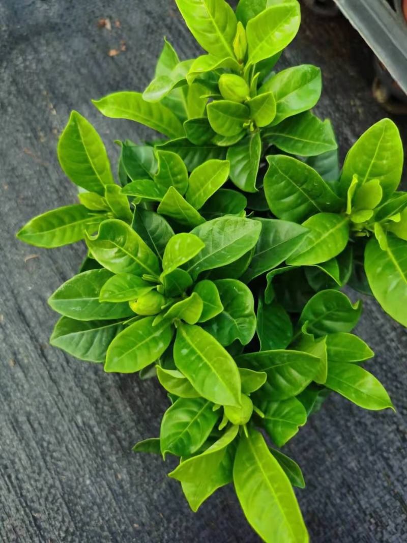 90#栀子花带花苞发货，秋季电商爆品，社区团购精选。