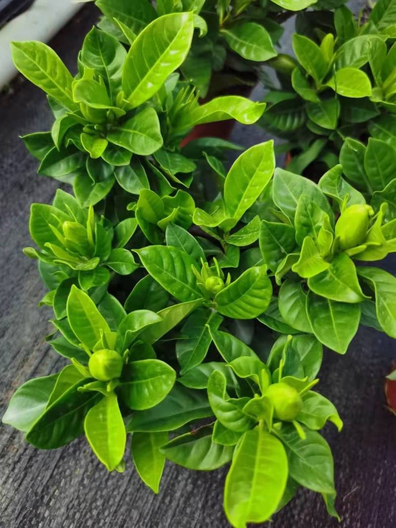 90#栀子花带花苞发货，秋季电商爆品，社区团购精选。