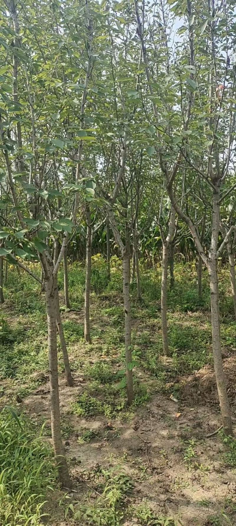 复瓣木槿3到6公分出圃，4公分量大，木槿唯有复瓣美