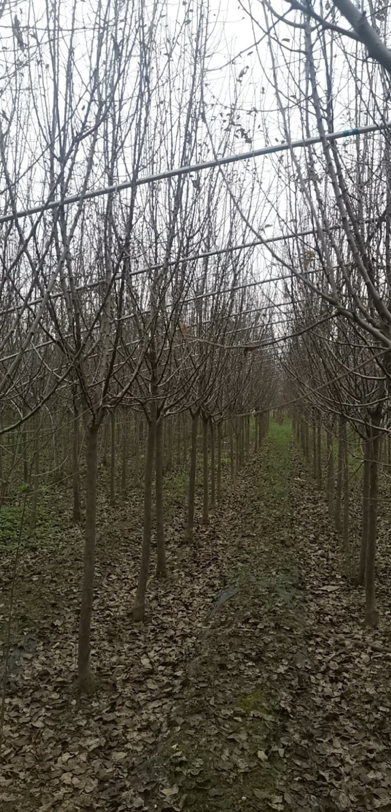 复瓣木槿3到6公分出圃，4公分量大，木槿唯有复瓣美