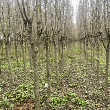 复瓣木槿3到6公分出圃，4公分量大，木槿唯有复瓣美