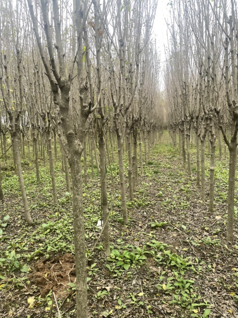 复瓣木槿3到6公分出圃，4公分量大，木槿唯有复瓣美
