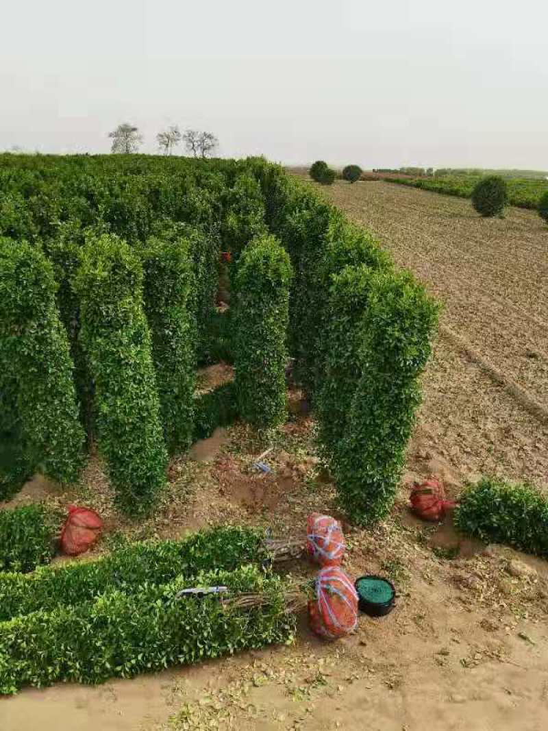 占地葡萄树