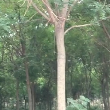 占地葡萄树