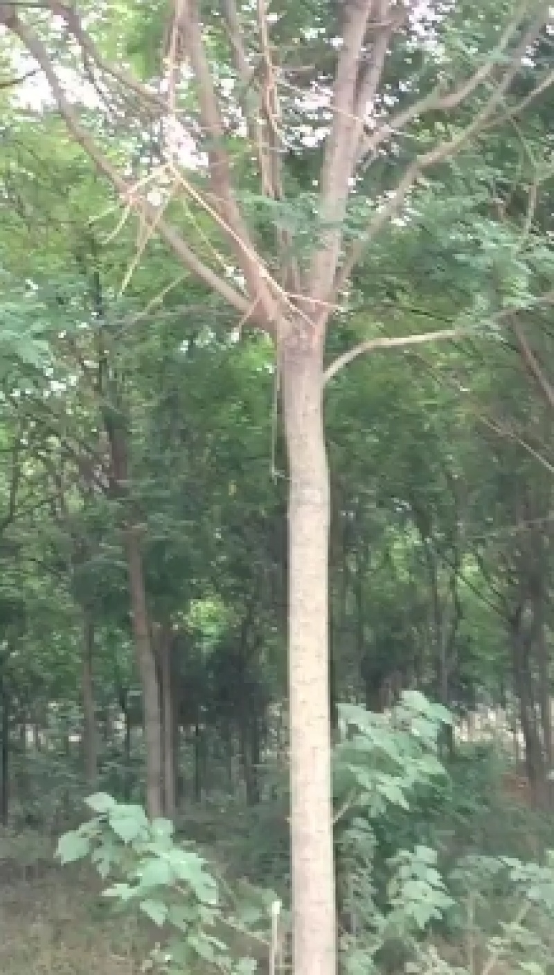 占地葡萄树