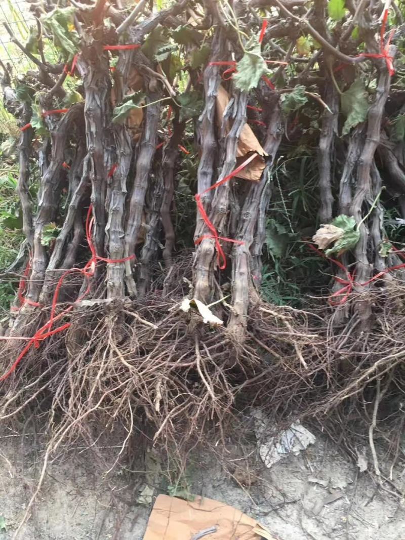占地葡萄树