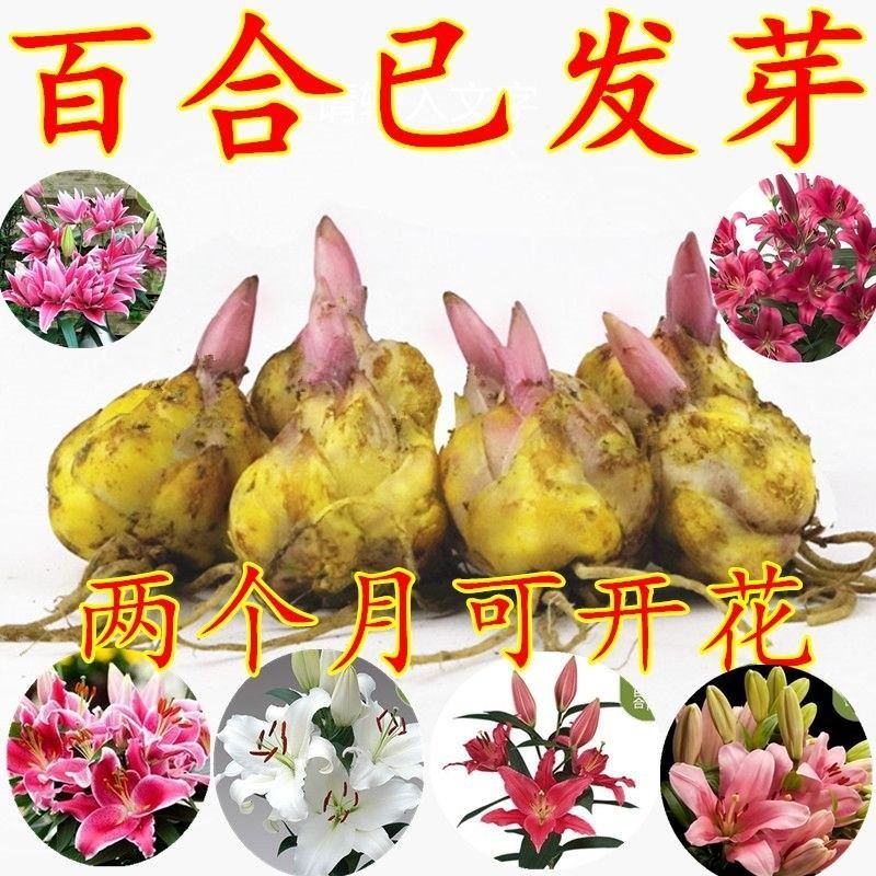 进口百合花种球重瓣进口百合四季种植花卉花海盆栽