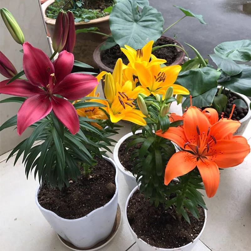 进口百合花种球重瓣进口百合四季种植花卉花海盆栽