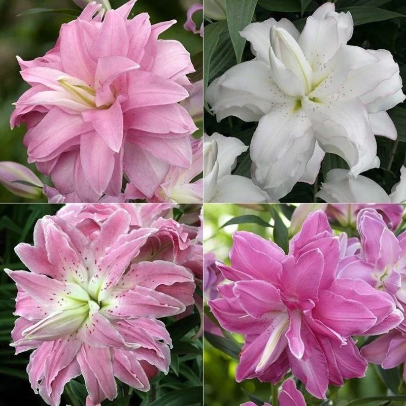 进口百合花种球重瓣进口百合四季种植花卉花海盆栽