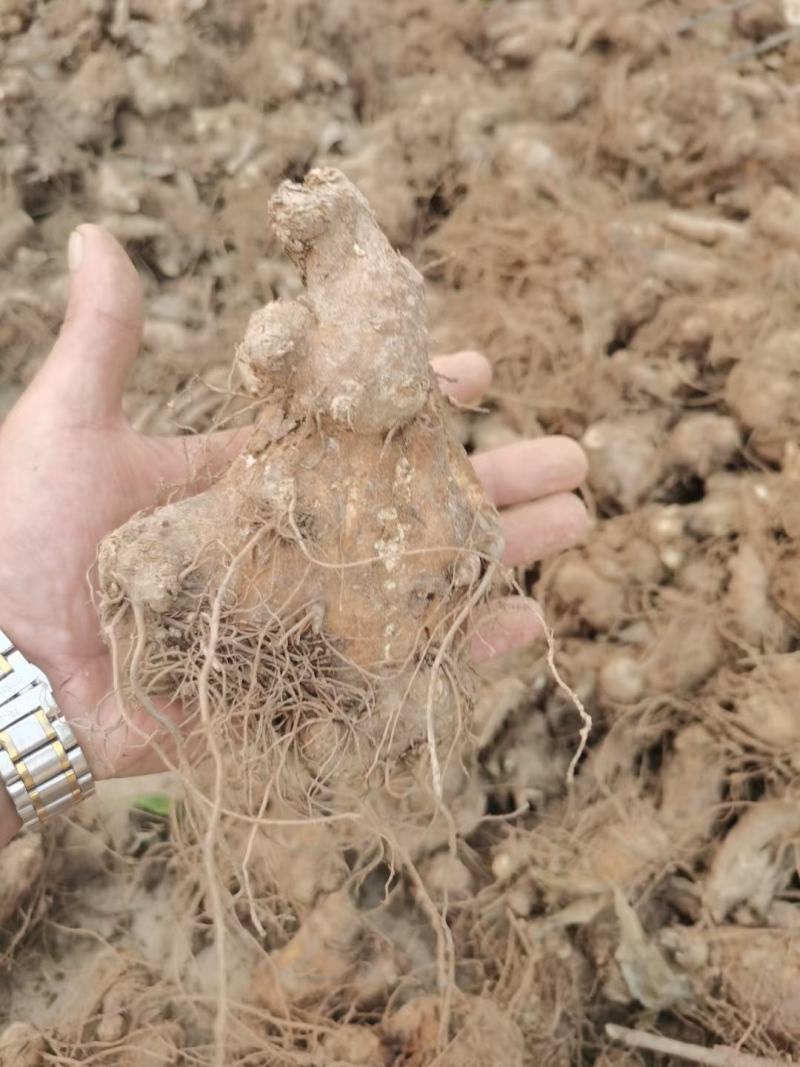 大量收购鲜白术