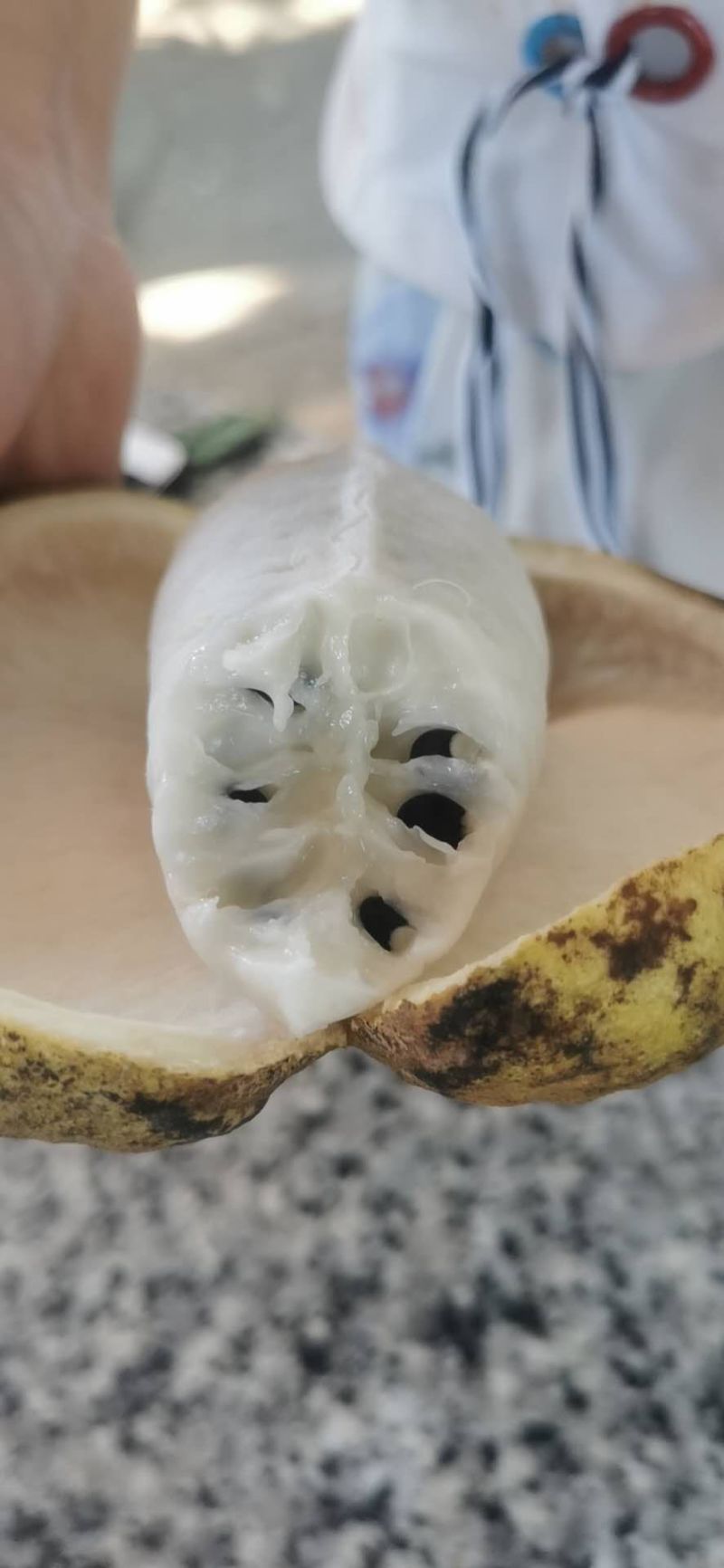 少籽皮薄高产八月瓜紫苗，一百株送九株，包成活包回收
