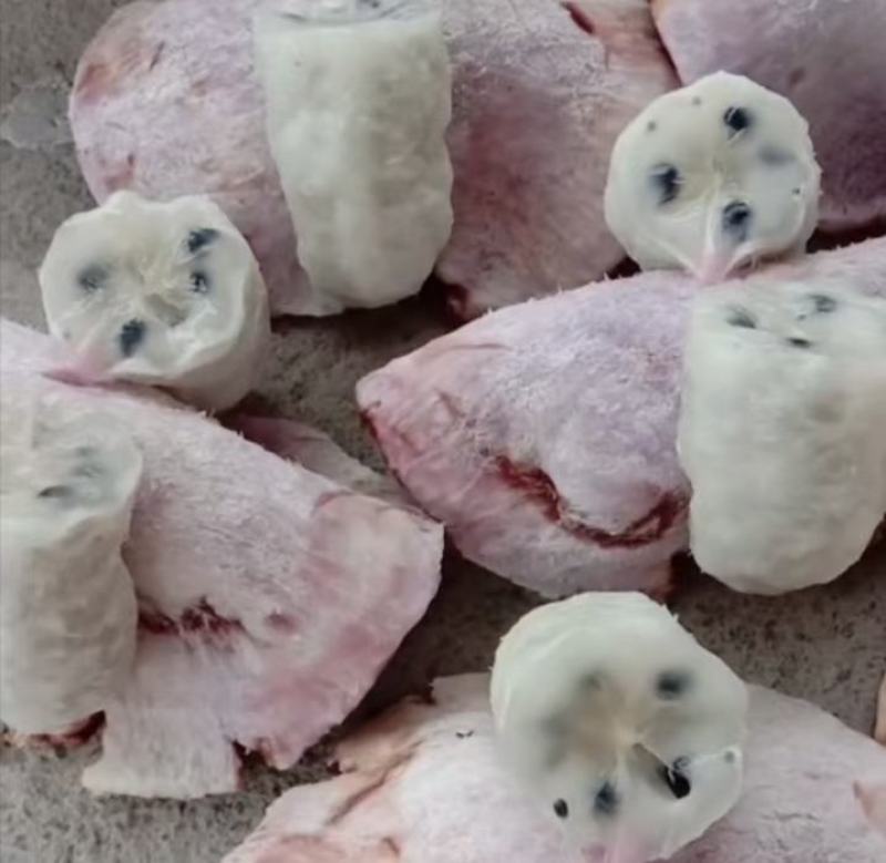 少籽皮薄高产八月瓜紫苗，一百株送九株，包成活包回收