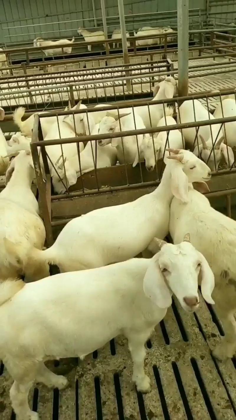 诚信商家货到付款白山羊黑山羊奶山羊黑头杜泊澳洲白种公