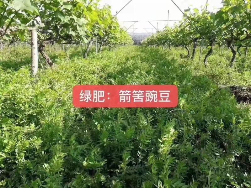 箭舌豌豆种子绿肥牧草种子麻豌豆苗种子箭筈豌豆野豌