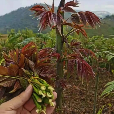 来自1500米高的海拔，种植四季红油六号香椿芽