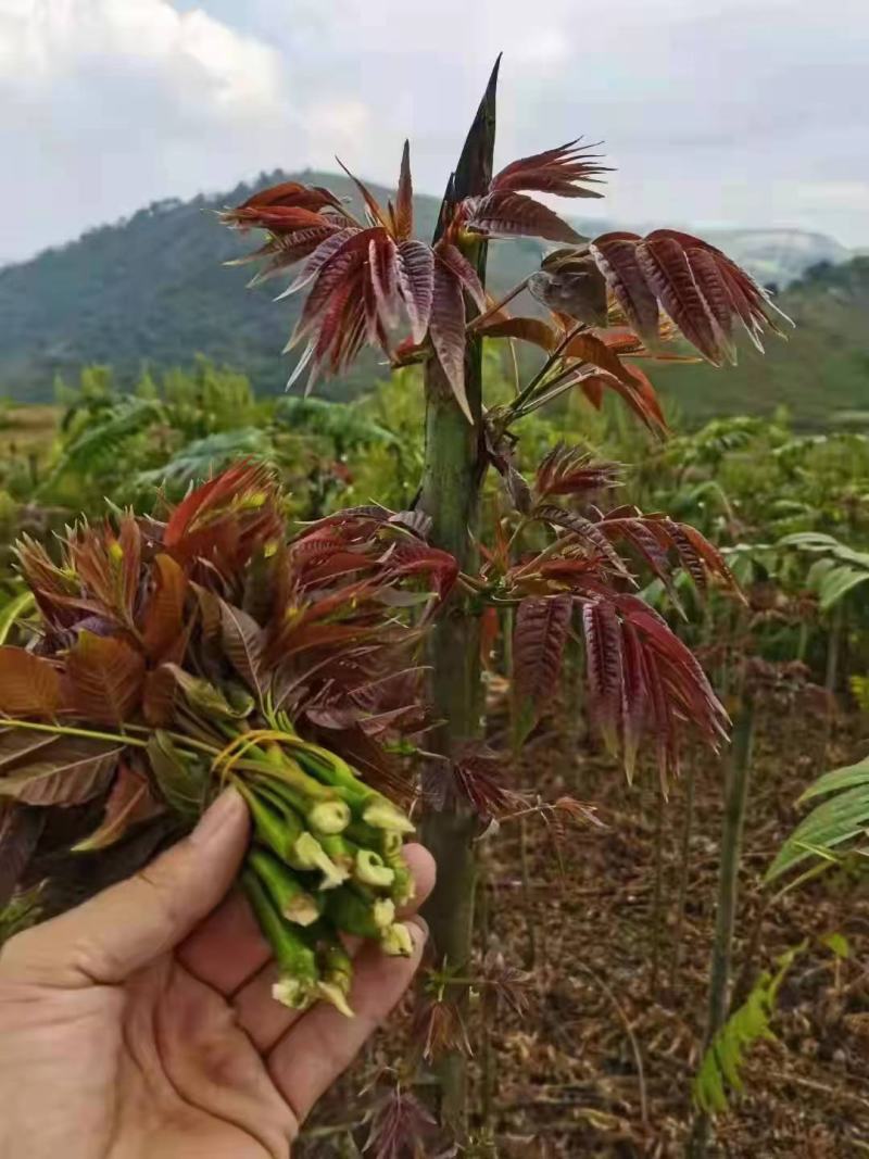 来自1500米高的海拔，种植四季红油六号香椿芽