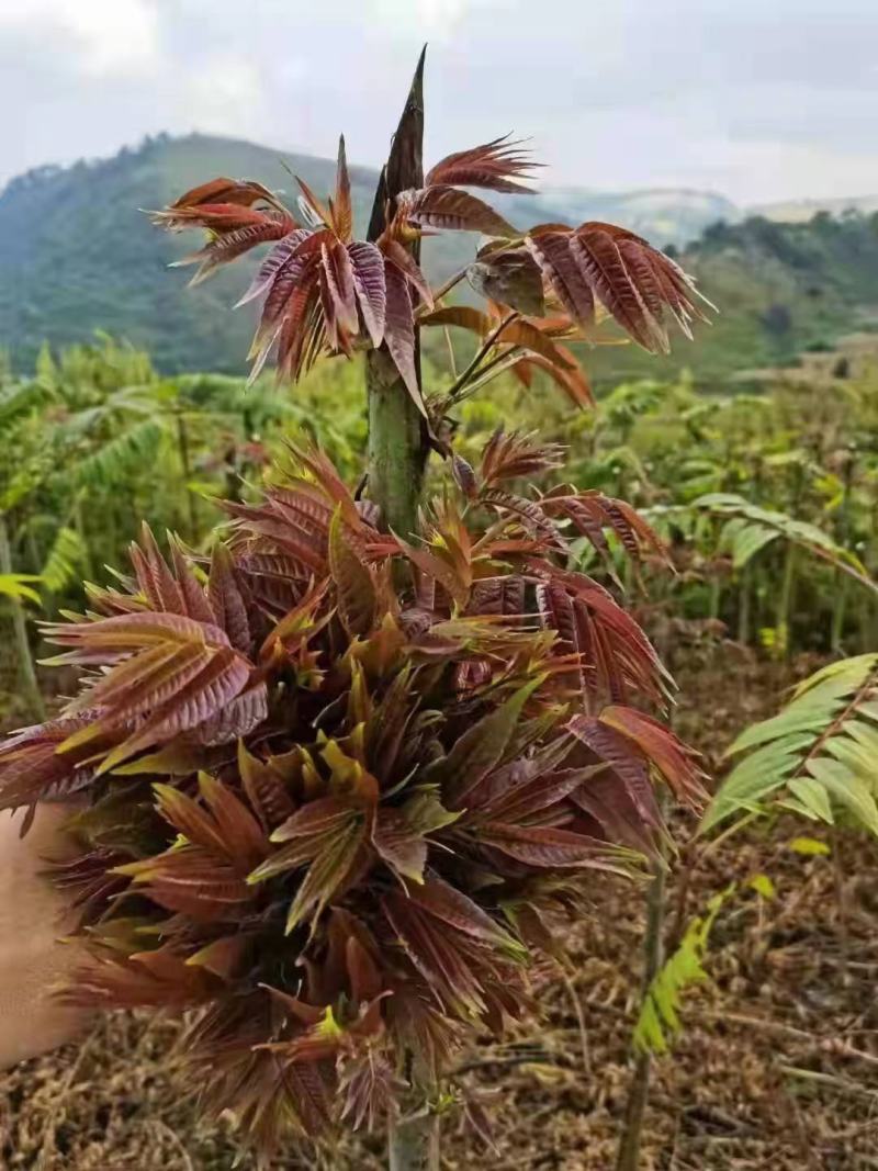 来自1500米高的海拔，种植四季红油六号香椿芽