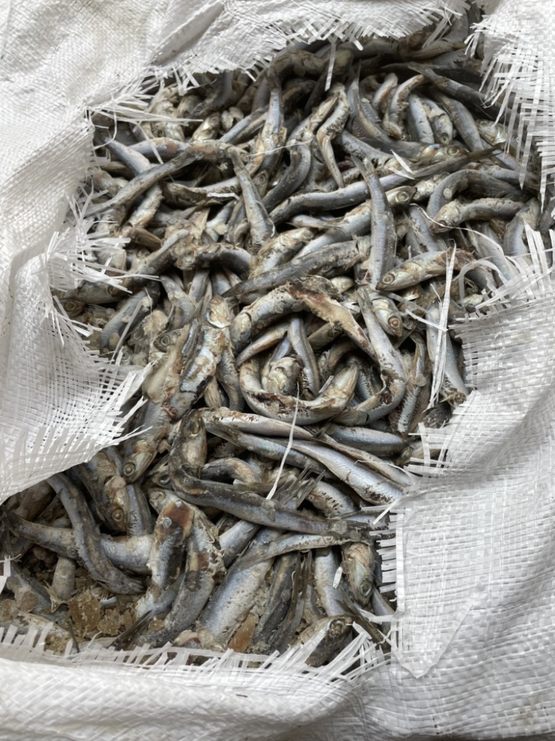 饲料鱼鳀鱼出水烂喂螃蟹饲料青皮毛片沙里钻