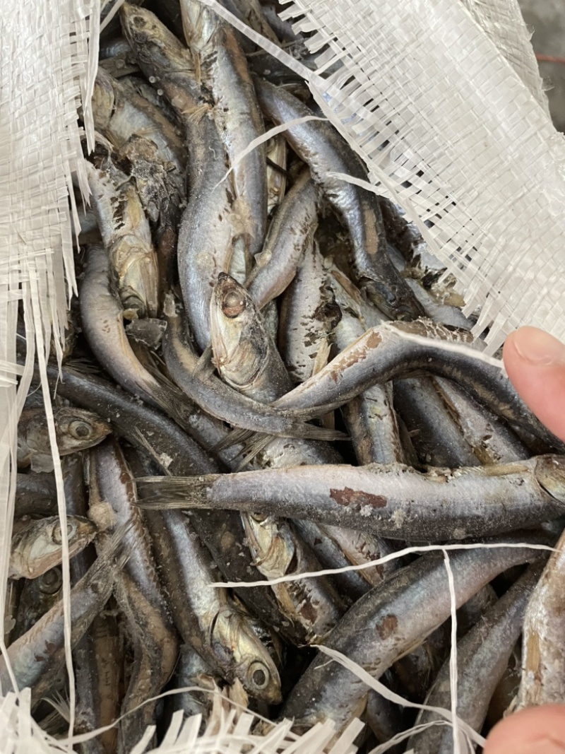 饲料鱼鳀鱼出水烂喂螃蟹饲料青皮毛片沙里钻
