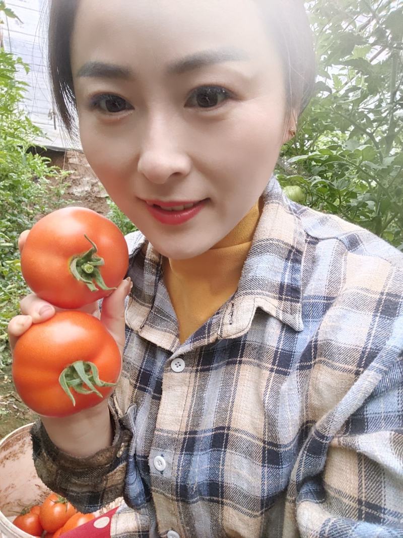 【优质】山东西红柿货源充足，质量保证，量大从优，来电优惠