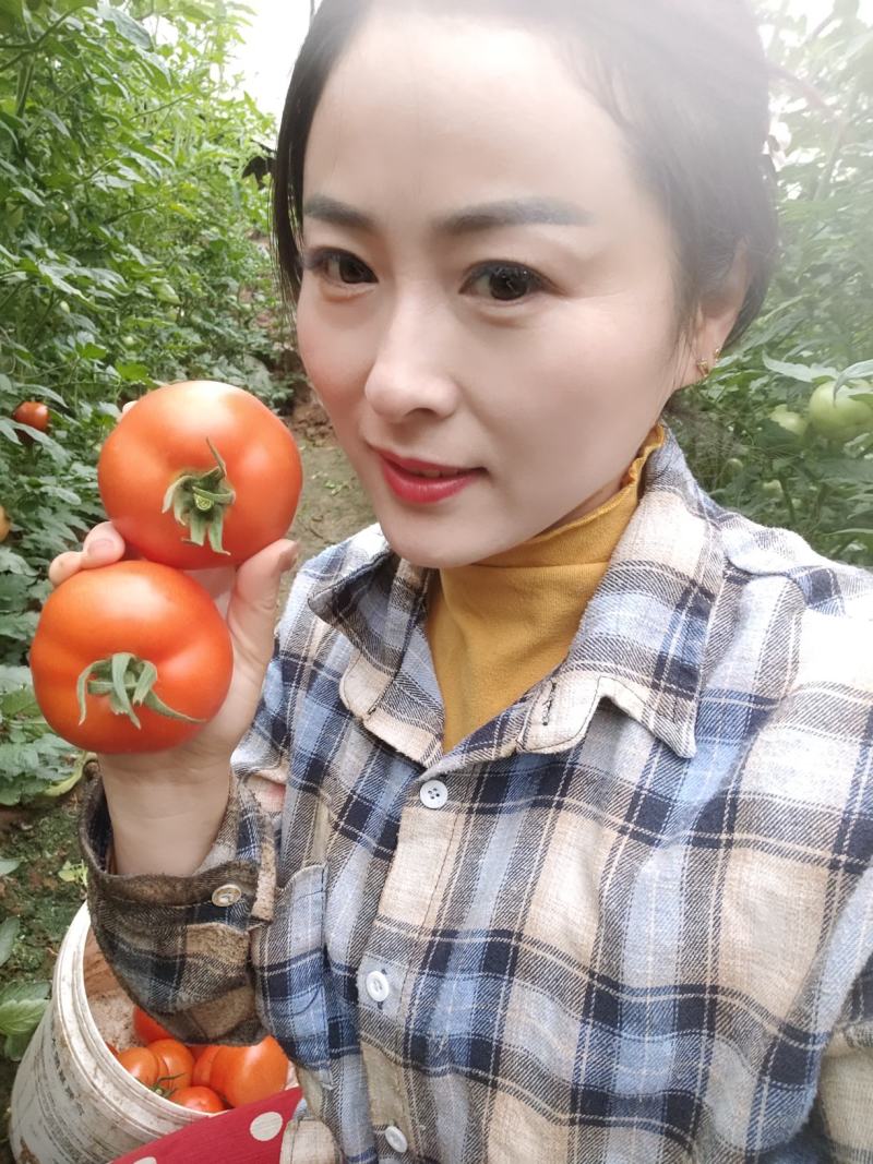 【优质】山东西红柿货源充足，质量保证，量大从优，来电优惠