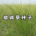 护坡复绿草披碱草种子碱茅草抗风沙耐旱耐盐碱耐寒多年生