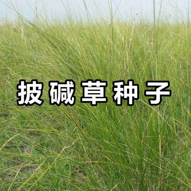 护坡复绿草披碱草种子碱茅草抗风沙耐旱耐盐碱耐寒多年生