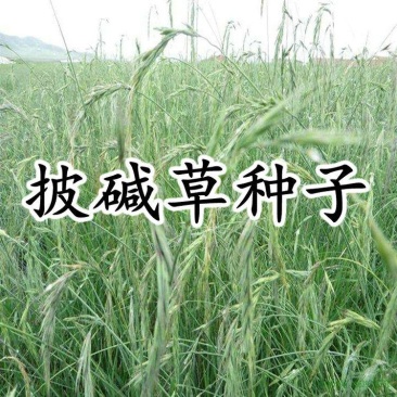 护坡复绿草披碱草种子碱茅草抗风沙耐旱耐盐碱耐寒多年生