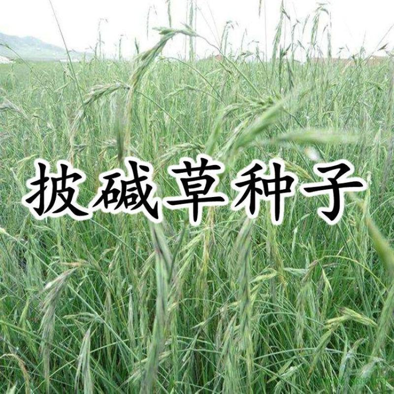 护坡复绿草披碱草种子碱茅草抗风沙耐旱耐盐碱耐寒多年生