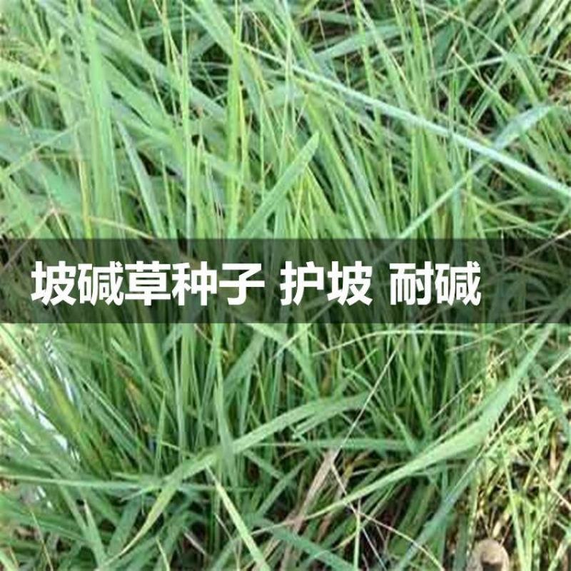 护坡复绿草披碱草种子碱茅草抗风沙耐旱耐盐碱耐寒多年生