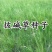 护坡复绿草披碱草种子碱茅草抗风沙耐旱耐盐碱耐寒多年生