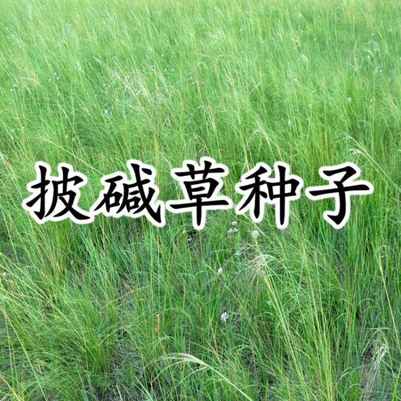 护坡复绿草披碱草种子碱茅草抗风沙耐旱耐盐碱耐寒多年生