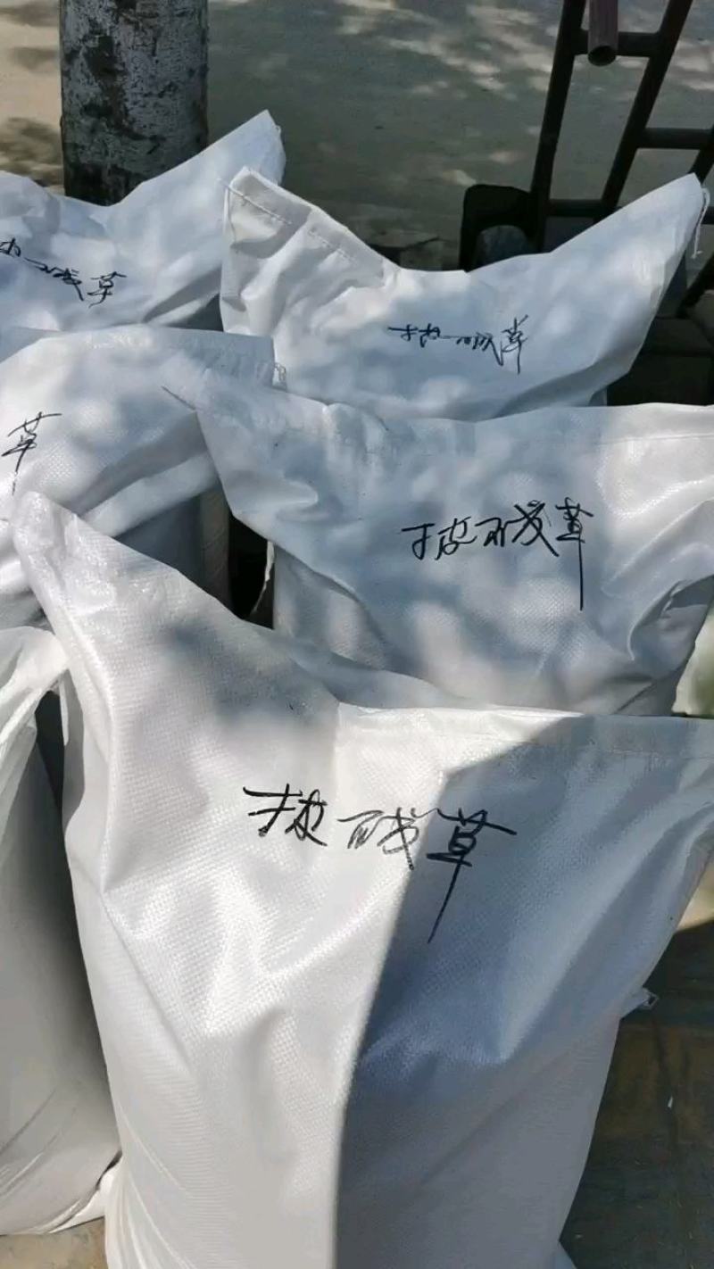 护坡复绿草披碱草种子碱茅草抗风沙耐旱耐盐碱耐寒多年生