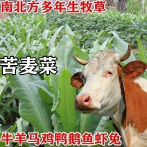 苦荬菜种子鹅菜增进畜禽食欲猪鸡鸭鹅兔牛羊牧草种子