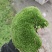青苔