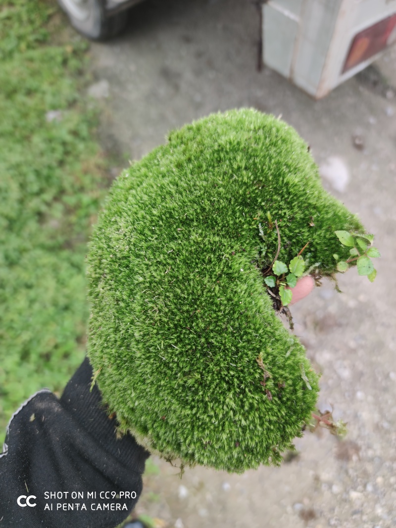 青苔