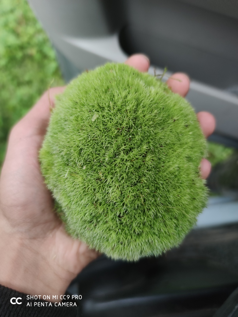 青苔