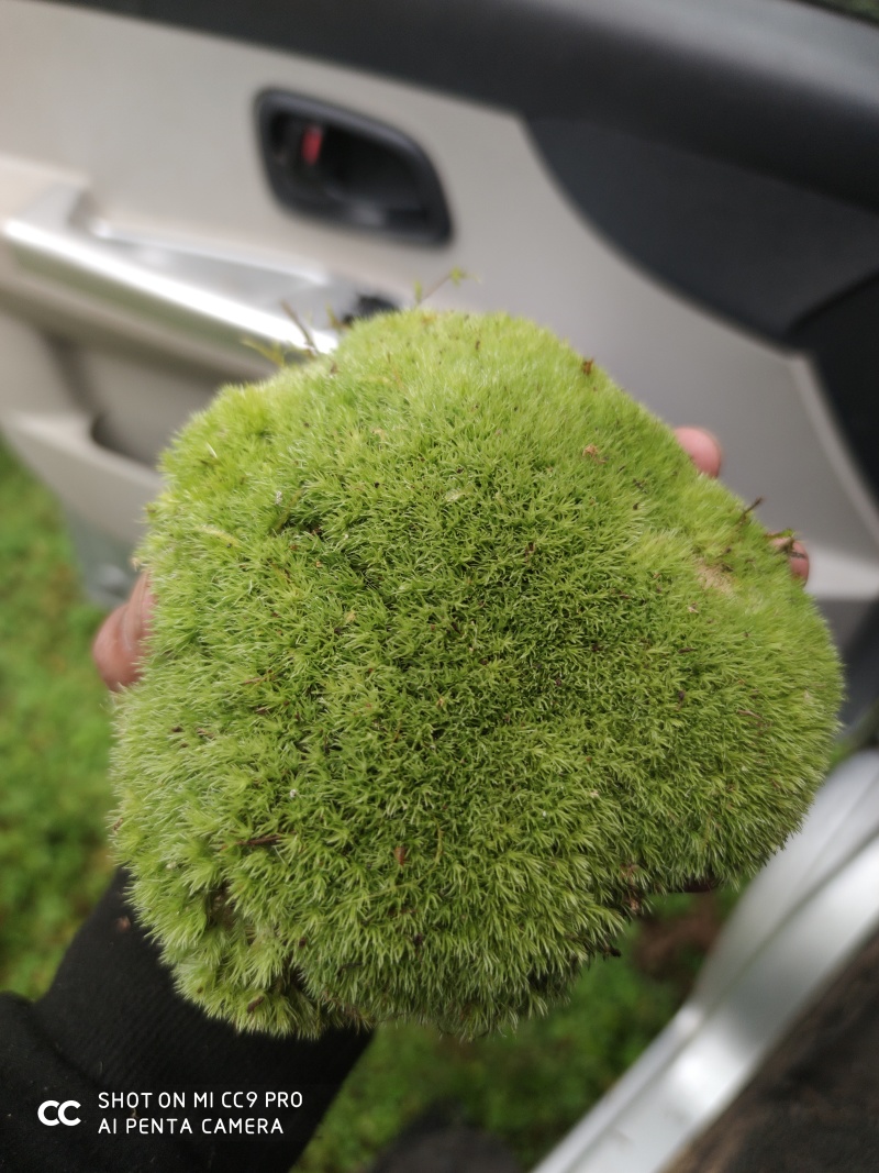 青苔