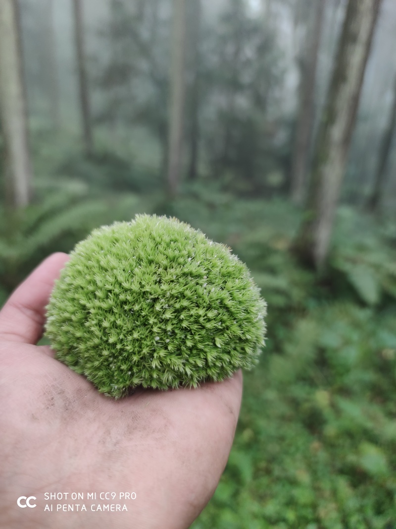 青苔