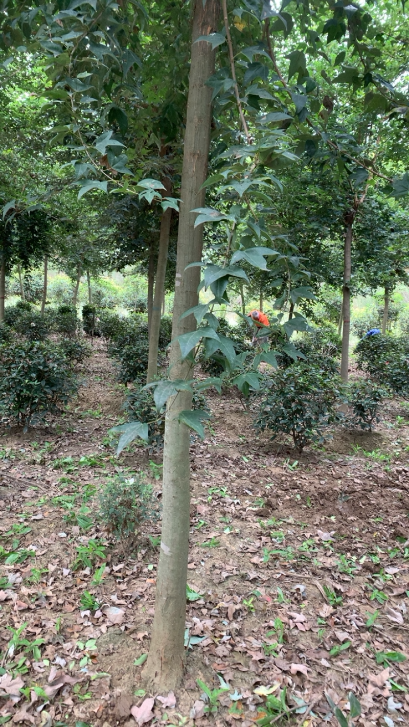 精品三角枫林立中，树型直立，行距优美，欢迎选购！