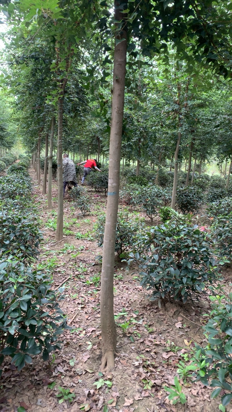 精品三角枫林立中，树型直立，行距优美，欢迎选购！