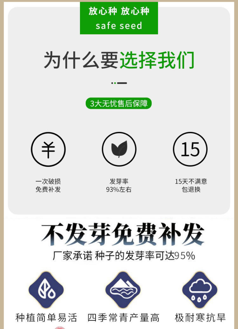 苦荬菜种子鹅菜增进畜禽食欲猪鸡鸭鹅兔牛羊牧草种子