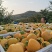 牛心柿子脆甜，大美费县，量大无限