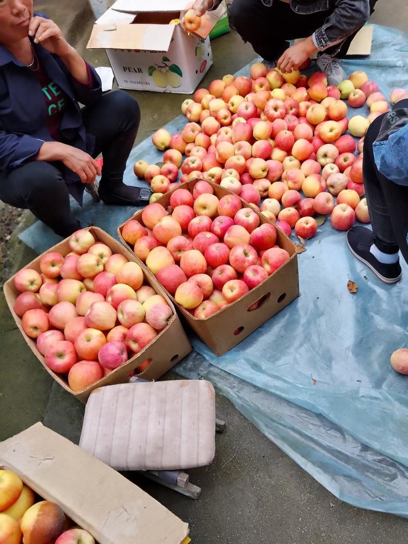 青龙县红富士苹果大量现货10月10日大量出售