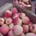 青龙县红富士苹果大量现货10月10日大量出售
