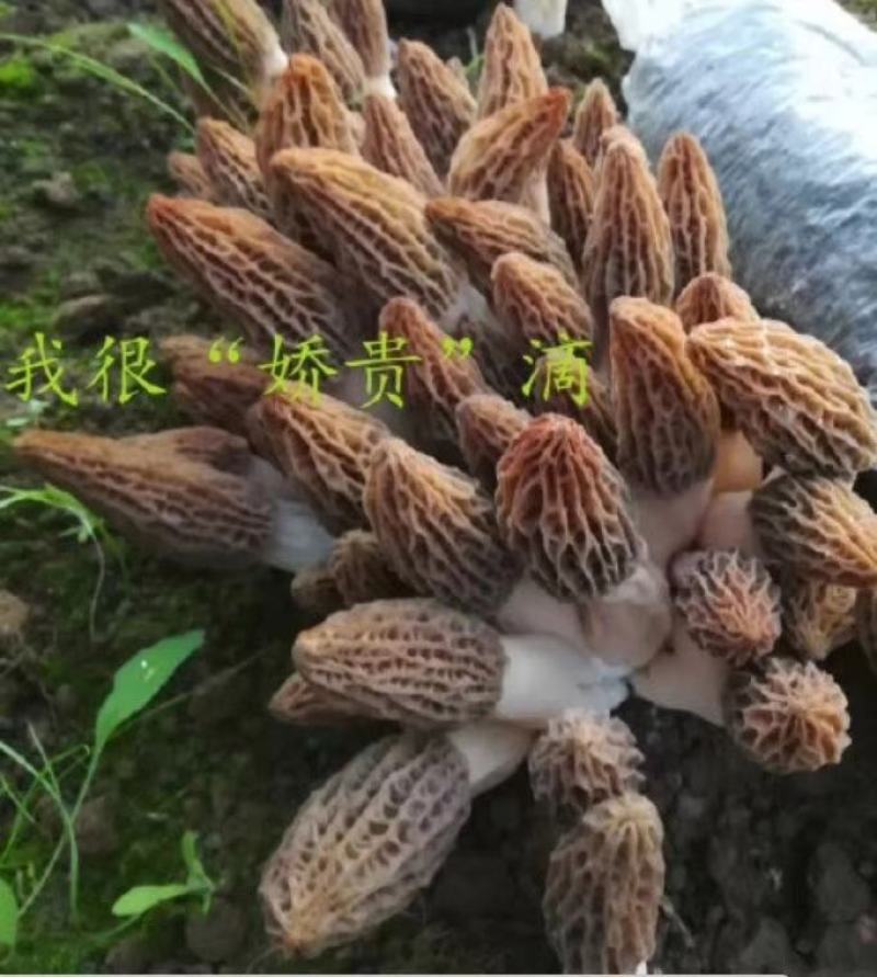 羊肚菌羊肚菌栽培种营养包栽培技术资料