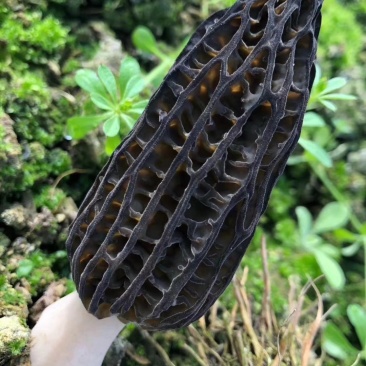 羊肚菌羊肚菌栽培种营养包栽培技术资料